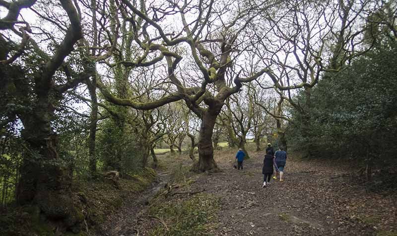 Walking an ancient woodland path